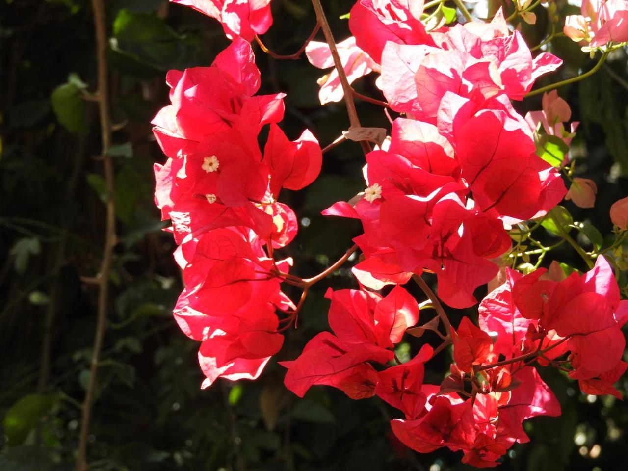 Magnolia Pine Bed & Breakfast Nairobi Exterior foto